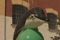 National Geographic снимает фильм о русских тюрьмах