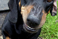 С первого января 2010 собаководы должны получать специальное разрешение