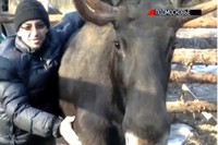 Нижегородец завел себе в качестве домашнего животного лося