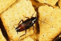 Производитель чипсов требует с НТВ 101 млн руб. из-за сообщения о тараканах