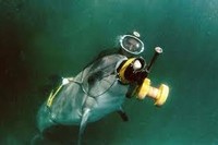 Крымские боевые дельфины поступили на службу Военно-Морского Флота России
