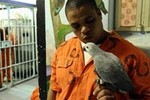 Птички перевоспитывают гангстеров