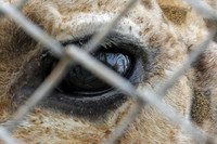 Московский зоопарк: Методы «селекции» жирафов в Дании слишком жестоки