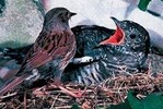 Многодетная мать-кукушка попала в тюрьму за долги по алиментам