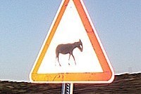 Коммерсанты ответят за катание осла на парашюте