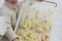 Суд дисквалифицировал главу птицефабрики, уничтожившей более 1 млн цыплят