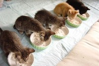 В Калуге вынесен на общее обсуждение законопроект об ответственном обращении с животными