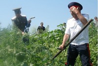 Казаки меняют патрулирование улиц на борьбу с наркотиками