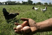 Минсельхоз введет понятие «органической продукции»