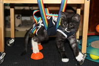 Куратор котенка Мультика:  Пусть депутаты поторопятся с принятием норм против живодеров