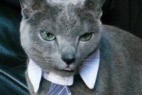 Коту не запрещено членство в суде присяжных