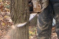 Судьбу «черных лесорубов» в Приморье решит суд