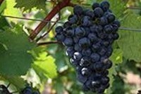 Суд не признал вино полезным