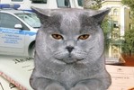МВД поручило коту вести профилактику преступлений