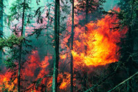 По факту пожаров на Алтае возбуждено уголовное дело