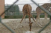 Убийство жирафа Мариуса: эффективная селекция или беспрецедентное варварство? - 13.02.2014